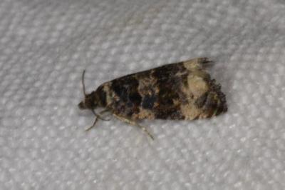 <i>Endothenia gentianaeana/marginana/oblongana</i>