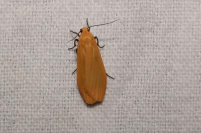 <i>Wittia sororcula</i>