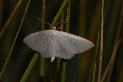 <i>Scopula emutaria</i>