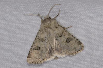 <i>Anarta stigmosa</i>