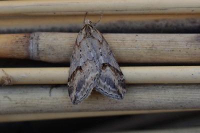 <i>Chesias rufata</i>