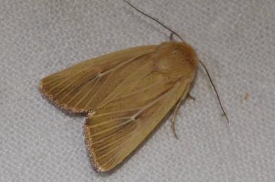 <i>Mythimna sicula</i>