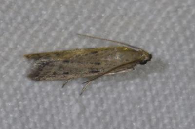 <i>Phycitodes</i>