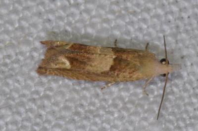<i>Eucosma conterminana</i>