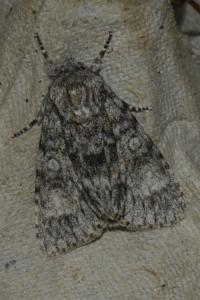<i>Acronicta megacephala</i>