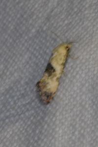 <i>Cochylis posterana</i>