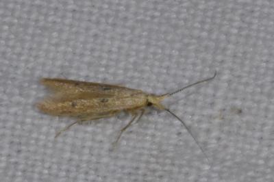 <i>Coleophora salicorniae</i>