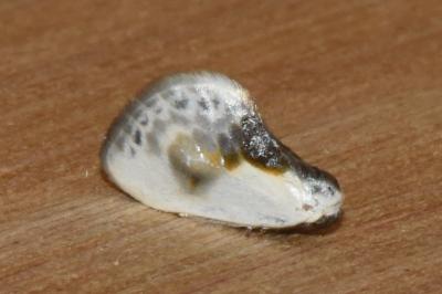<i>Cilix glaucata</i>