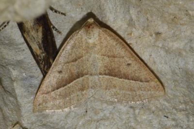 <i>Petrophora chlorosata</i>
