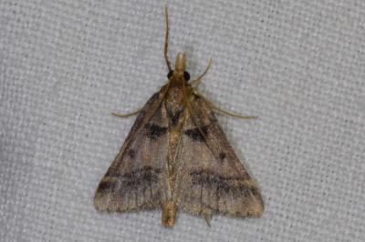 <i>Stemmatophora brunnealis</i>