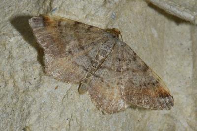 <i>Macaria liturata</i>