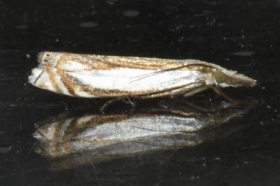 <i>Crambus pascuella</i>