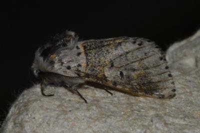 <i>Furcula furcula</i>