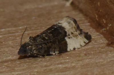 <i>Hedya pruniana</i>