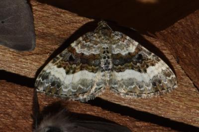 <i>Epirrhoe alternata</i>