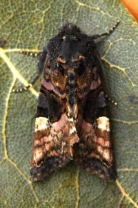 <i>Euplexia lucipara</i>