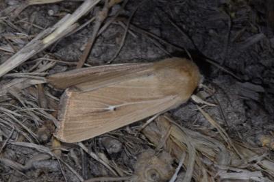 <i>Mythimna sicula</i>