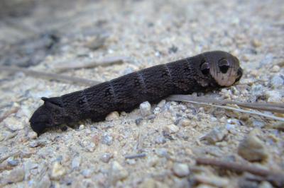 <i>Deilephila elpenor</i>