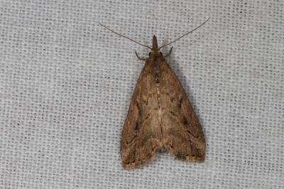 <i>Schrankia costaestrigalis</i>