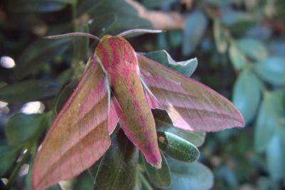 <i>Deilephila elpenor</i>
