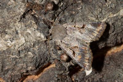 <i>Orthosia gothica</i>