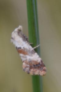 <i>Cochylis hybridella</i>