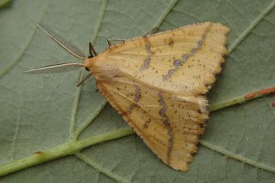 <i>Aspitates ochrearia</i>