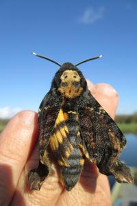 <i>Acherontia atropos</i>