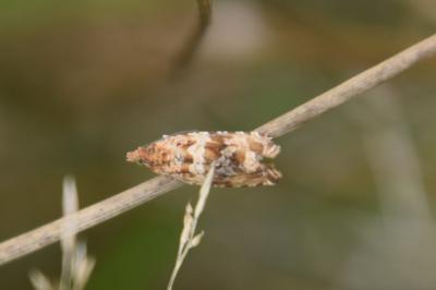<i>Celypha cespitana</i>