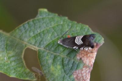 <i>Grapholita compositella</i>