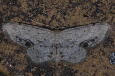 <i>Idaea dimidiata</i>