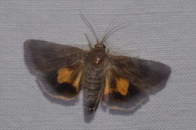 <i>Noctua janthina</i>