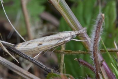 <i>Agriphila inquinatella</i>