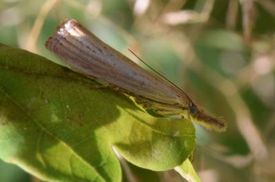 <i>Agriphila straminella</i>