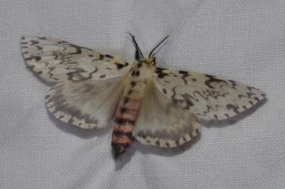 <i>Lymantria monacha</i>