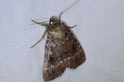<i>Amphipyra berbera/pyramidea</i>