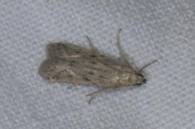 <i>Phycitodes</i>