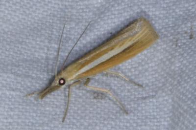 <i>Agriphila selasella</i>