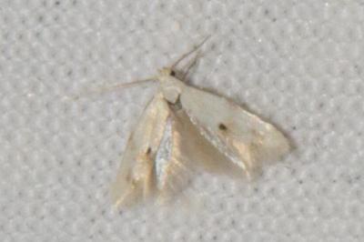 <i>Elachista maculicerusella</i>