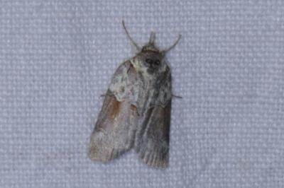 <i>Nycteola siculana</i>