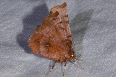 <i>Selenia dentaria</i>