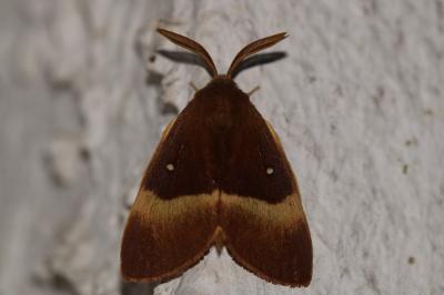 <i>Lasiocampa quercus</i>