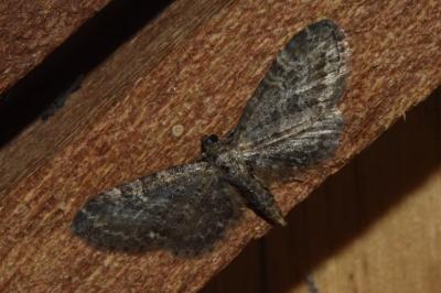 Eupithecia vulgata
