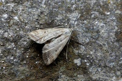 <i>Cataclysta lemnata</i>