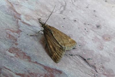 <i>Pyrausta despicata</i>