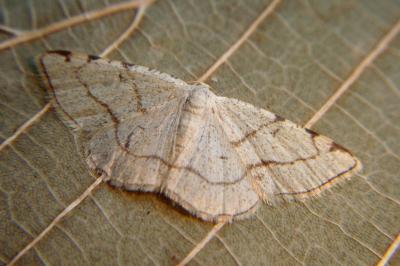 <i>Stegania trimaculata</i>