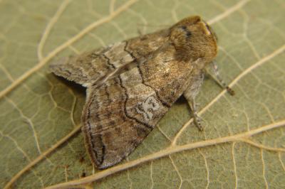 <i>Tethea ocularis</i>