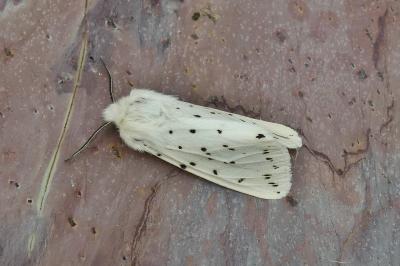 <i>Spilosoma lubricipeda</i>