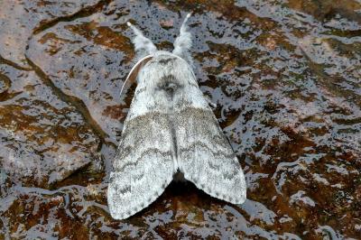 <i>Calliteara pudibunda</i>