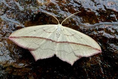 <i>Timandra comae</i>